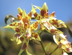 Oncidium hallii