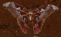 Rothschildia aurota