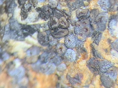 Acarospora americana