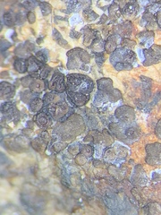 Acarospora americana