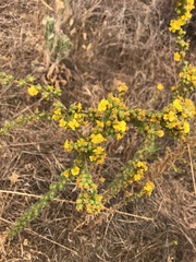 Deinandra mohavensis
