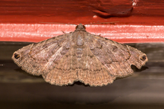 Toxonprucha pardalis