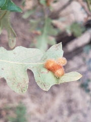 Atrusca trimaculosa
