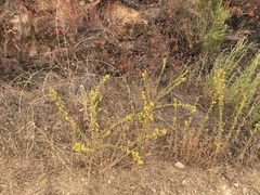 Deinandra mohavensis