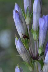 Gentianella germanica