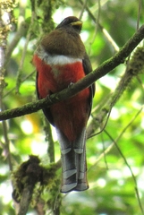 Trogon collaris
