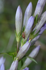 Gentianella germanica