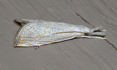 Haimbachia squamulellus