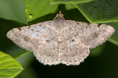 Frederickia prolificata