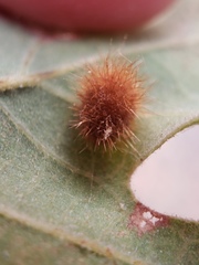 Atrusca trimaculosa