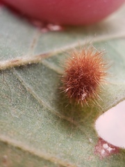 Atrusca trimaculosa