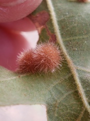 Atrusca trimaculosa
