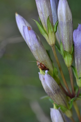 Gentianella germanica