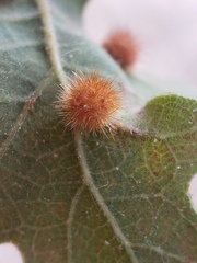 Atrusca trimaculosa