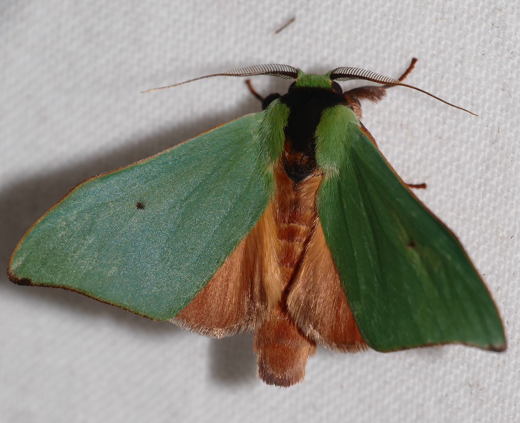 Rosema marona
