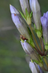 Gentianella germanica