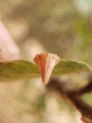Andricus atrimentus