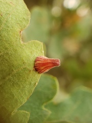 Andricus atrimentus