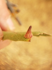 Andricus atrimentus