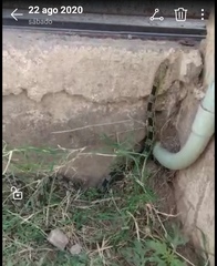 Pituophis deppei deppei