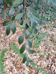Loropetalum chinense