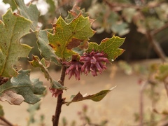 Cynips quercusechinus