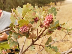 Cynips quercusechinus
