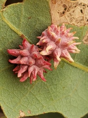 Cynips quercusechinus