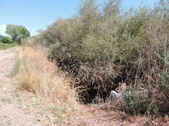 Salix exigua hindsiana