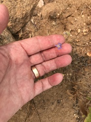 Eriastrum sapphirinum sapphirinum