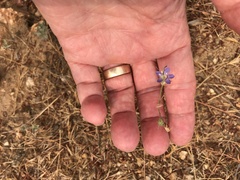 Eriastrum sapphirinum sapphirinum