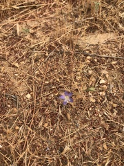 Eriastrum sapphirinum sapphirinum
