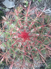 Ferocactus pilosus