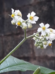 Solanum bicolor