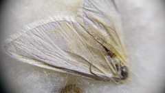 Lithostege farinata
