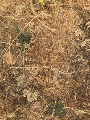 Eriastrum sapphirinum sapphirinum