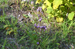 Gentianella germanica