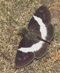 Potamanaxas