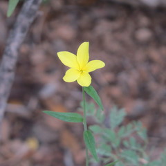 Haplophyton crooksii