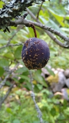 Monilinia