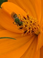 Agapostemon virescens