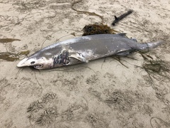 Prickly Shark photo 2