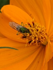 Agapostemon virescens