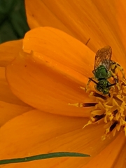 Agapostemon virescens