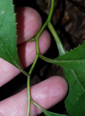 Vernonia flaccidifolia