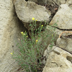 Haplophyton crooksii