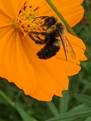 Bombus impatiens