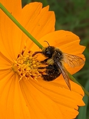 Bombus impatiens