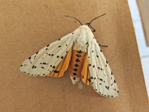 Salt Marsh Moth Carpinteria Salt Marsh Reserve California Butterflies