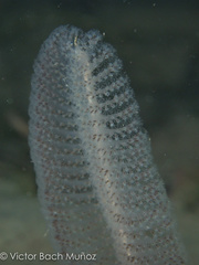 Stylatula elongata image